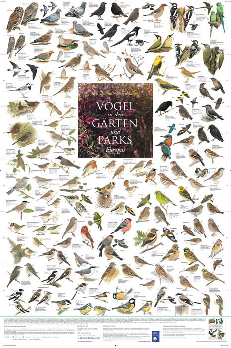 Poster "Vögel aus den Gärten und Parks 