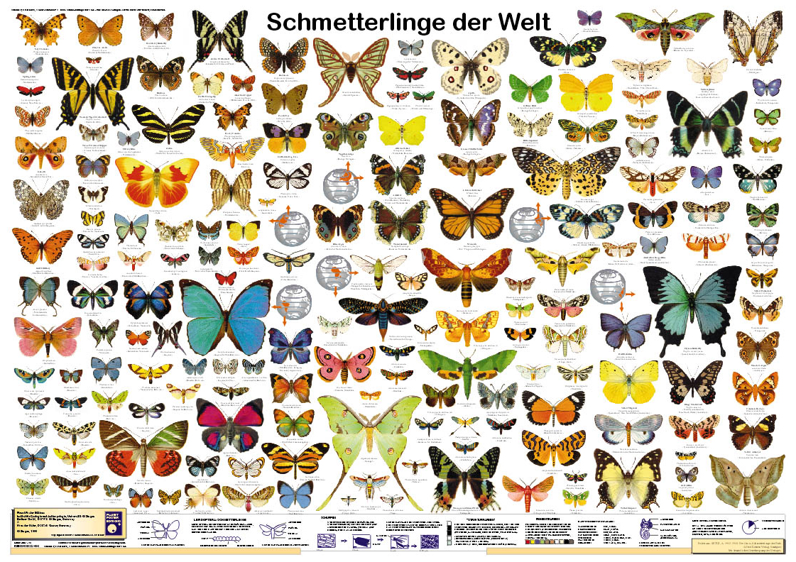 Die 7 Sch nsten Schmetterlinge Der Welt Die Sch nsten Heimischen