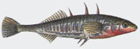 Stichling - Gasterosteus aculeatus