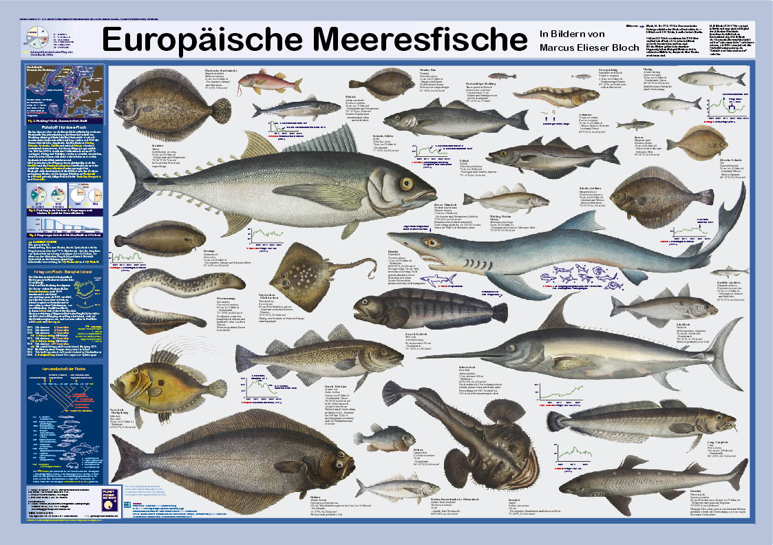 Poster "Europäische Meeresfische"