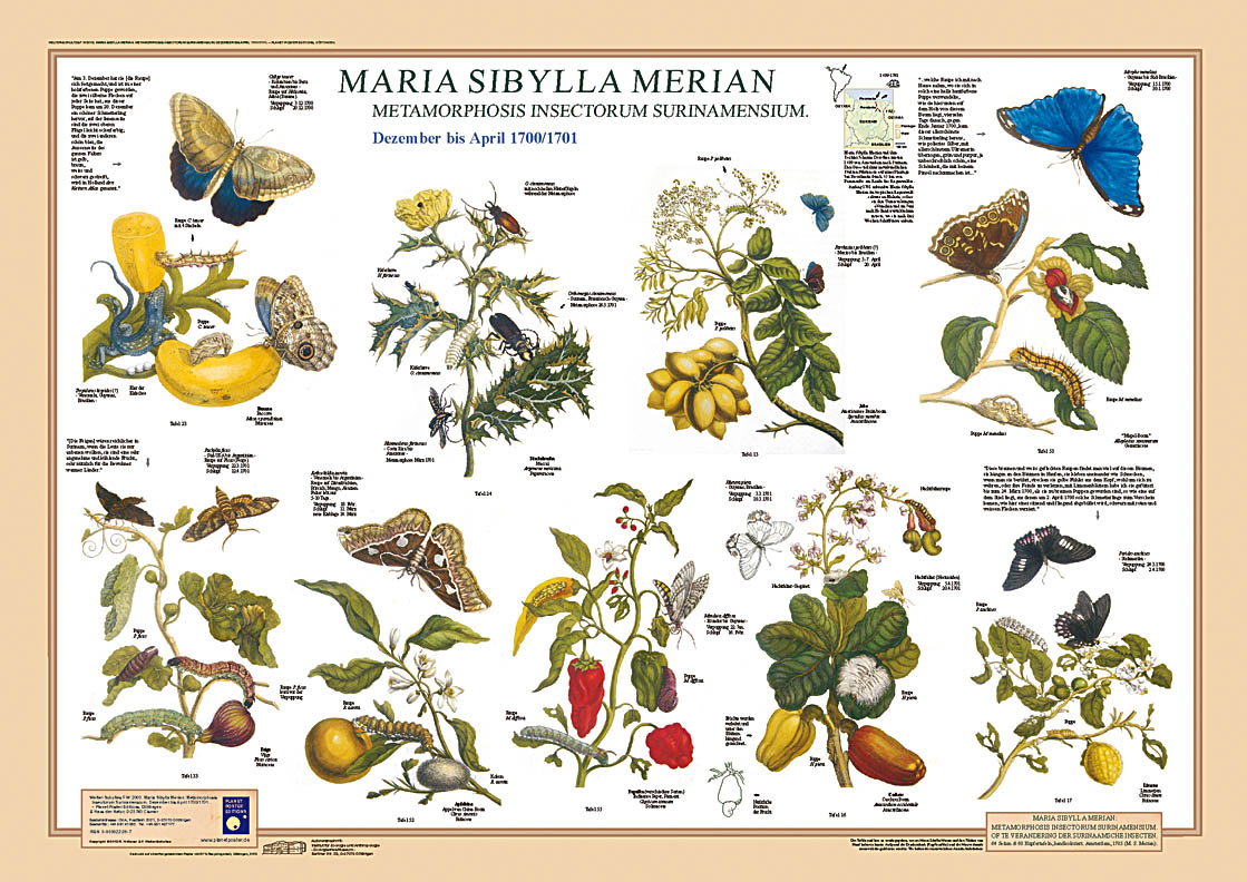 Merian Poster 1, Dezember bis April