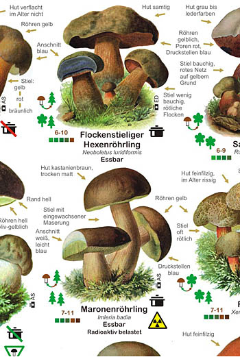 Poster Pilze (Ausschnitt)