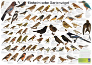 Einheimische Gartenvögel