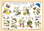 Maria Sibylla Merian, Poster 1