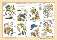 Maria Sibylla Merian, Poster 2