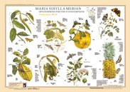 Maria Sibylla Merian, Poster 3