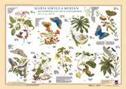 Maria Sibylla Merian, Poster 4