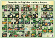 Europäische Tagfalter