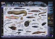 Fische der Tiefsee