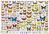 Poster Schmetterlinge der Welt