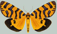 Amphicallia thelwalli