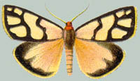 Anaphosia mirabilis