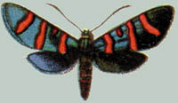Arniocera zambesina