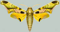 Batocnema africana