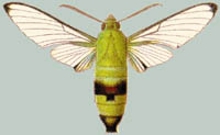 Cephonodes virescens