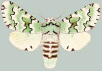 Cerura esmeralda