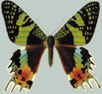 Chrysiridia madagascariensis