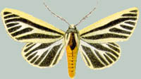 Estigmene internigralis