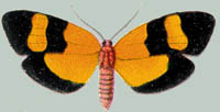 Isorropus tricolor