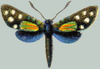 Lamprochrysa scintillans