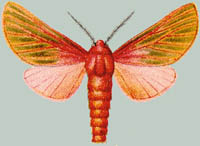 Metarctia latertitia