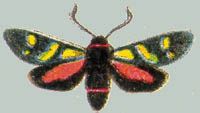 Orna zygaenoides