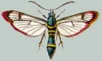 Paranthrene africana