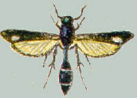 Similipepsis violacens