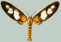 Stictonaclia maria