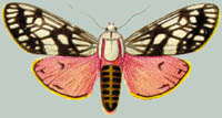 Tetracotona pardalina