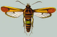 Thyranthrene squamata