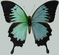 Papilio ulysses joesa