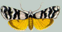 Thallarche albicollis