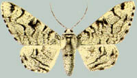 Biston betularius