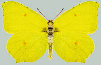 Gonepteryx rhamni