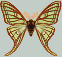Graellsia isabellae
