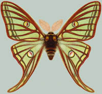 Graellsia isabellae