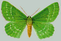 Hipparchus papilionarius