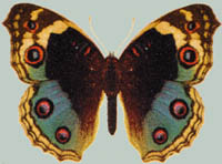 Junonia orithya