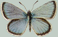 Lycaena eros