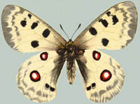 Parnassius apollo