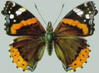 Vanessa atalanta