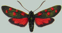 Zygaena transalpina maritima