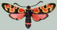 Zygaena fraxini formosa