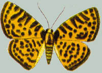 Symmachia leopardinum