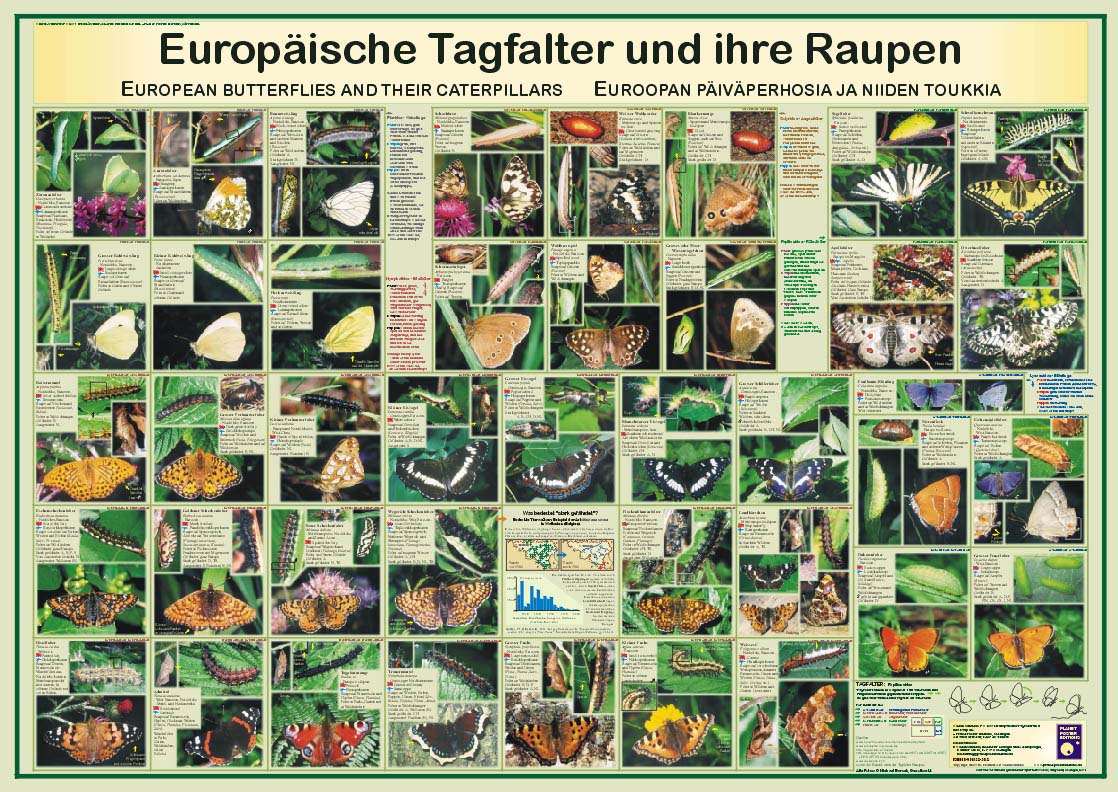 Poster "Europäische Tagfalter und ihre Raupen"