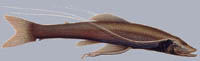 Bathypterois atricolor Attenuated Spider Fish