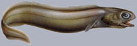 Coloconger raniceps Froghead eel