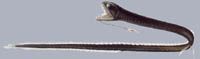 Idiacanthus fasciola Ribbon saw-tail fish