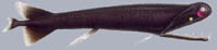 Malacosteus niger Schwarzer Drachenfisch